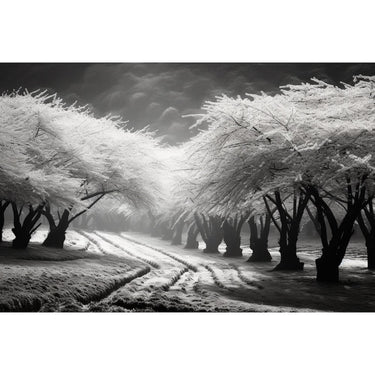 Black and White Cherry Blossom Canvas